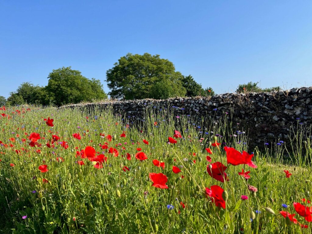 Deel van Romeinse muur in een bloemen landschap.